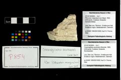 Foto (Objekt + Etikett) von Cracensigillatus acutirostris (Moericke, 1889)  (NHMW-GEO-2014-0194-0854)